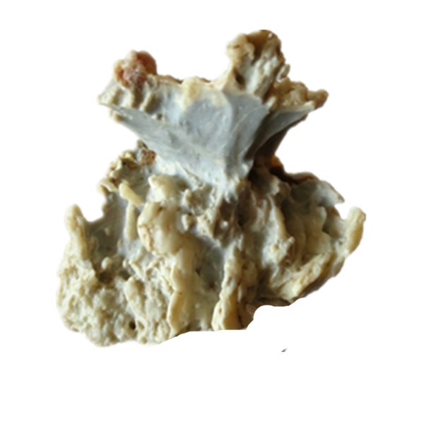 natural quartz flower gobi stone raw desert rock home decor. (g49)