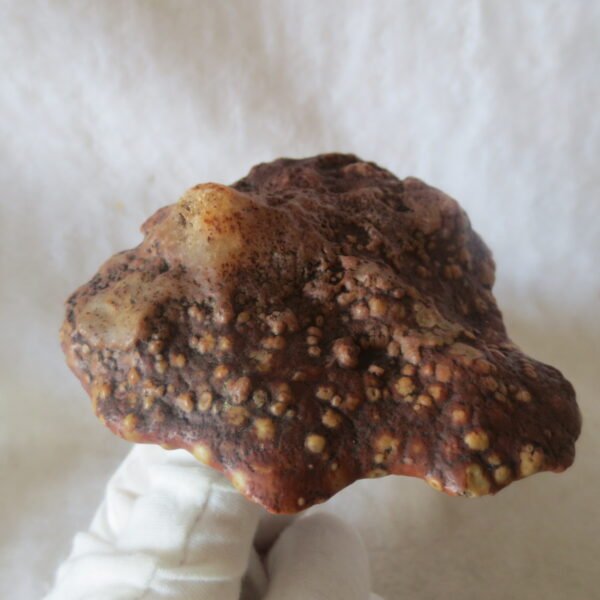natural banded gobi agate raw desert mudstone home decor. (j22)