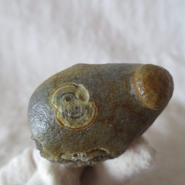 natural thumb eye gobi agate desert raw stone mineral (f118)