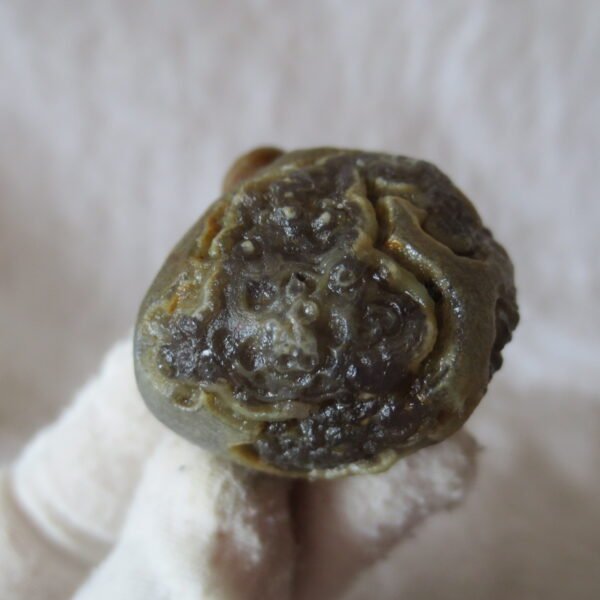 natural thumb eye gobi agate desert raw stone mineral (f118)