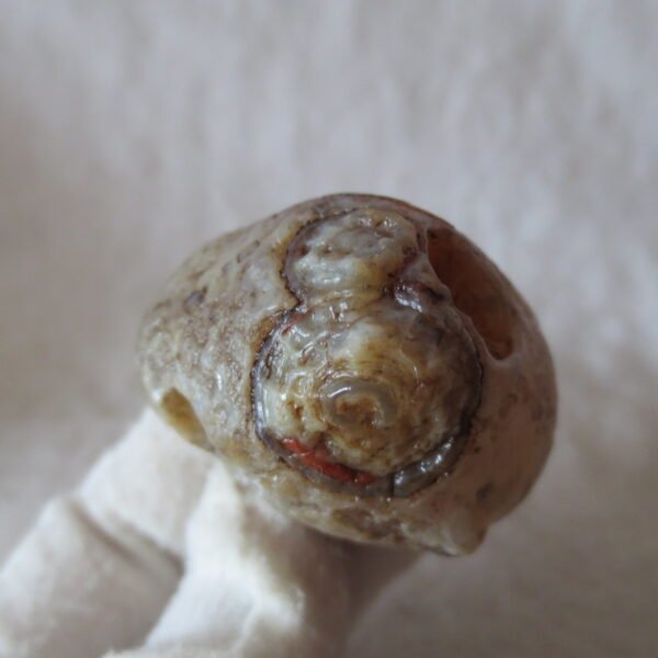 natural thumb eye gobi agate desert raw stone mineral (m124)