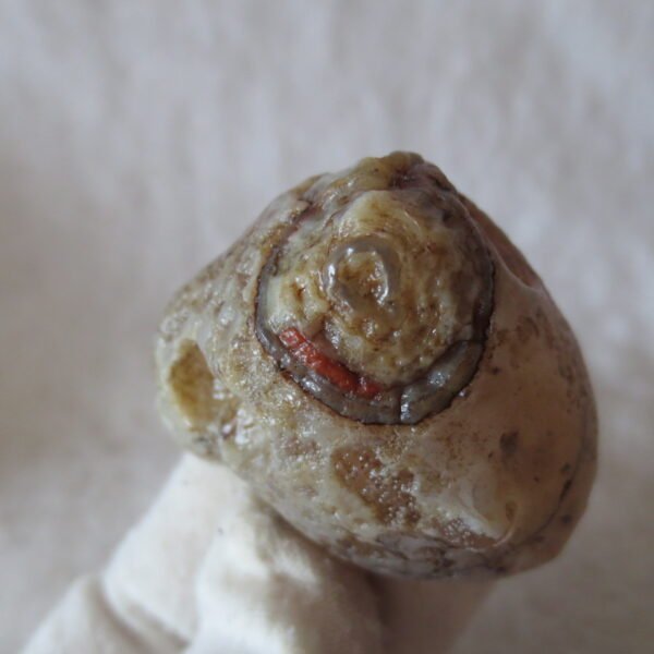 natural thumb eye gobi agate desert raw stone mineral (m124)
