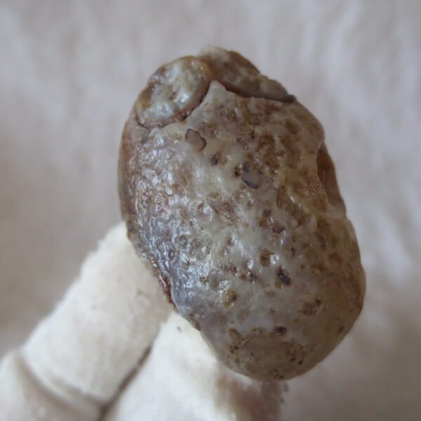 natural thumb eye gobi agate desert raw stone mineral (m124)