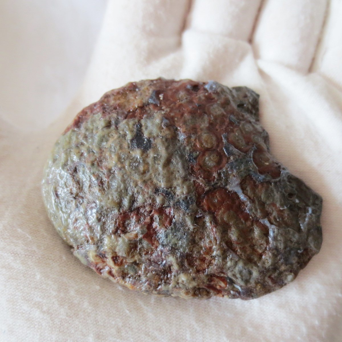 natural thumb eye gobi agate desert raw stone mineral (m128)