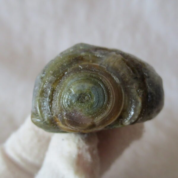 natural thumb eye gobi agate desert raw stone mineral (m129)
