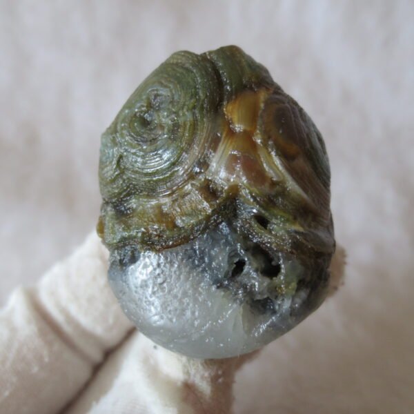 natural thumb eye gobi agate desert raw stone mineral (m129)