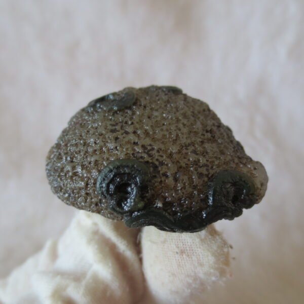 natural thumb eye gobi agate desert raw stone mineral (m131) (copy)