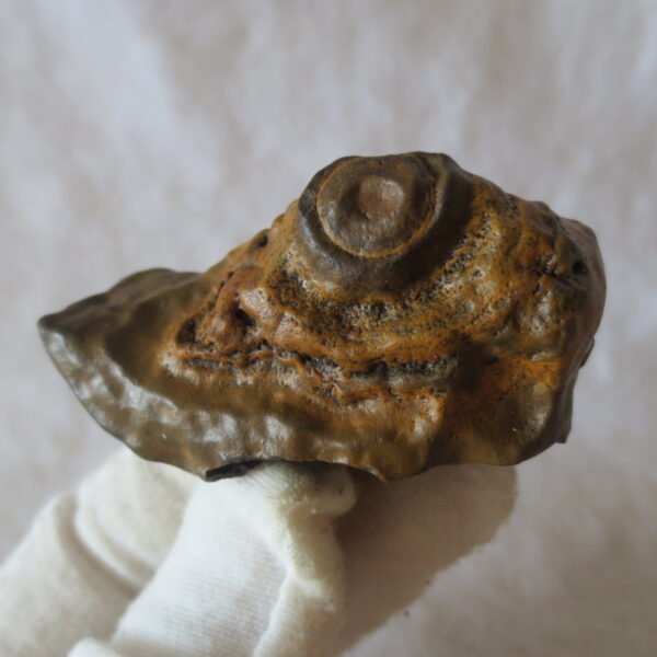 natural thumb eye gobi agate desert raw stone mineral (m145)