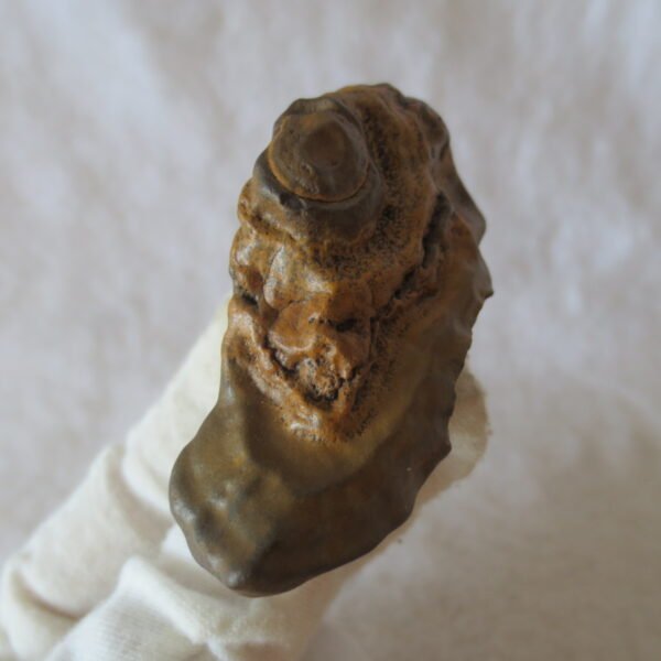 natural thumb eye gobi agate desert raw stone mineral (m145)