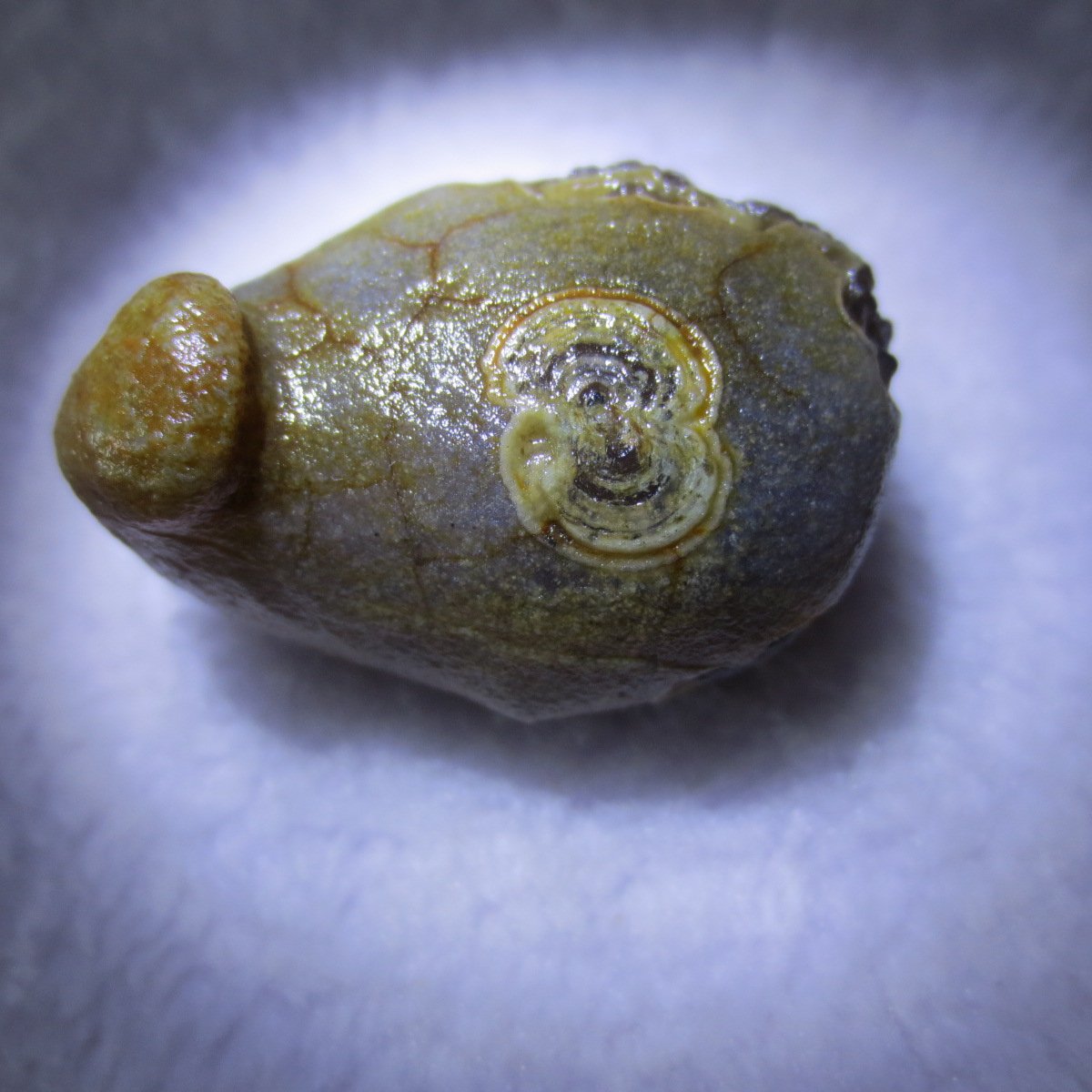 natural thumb eye gobi agate desert raw stone mineral (m118)