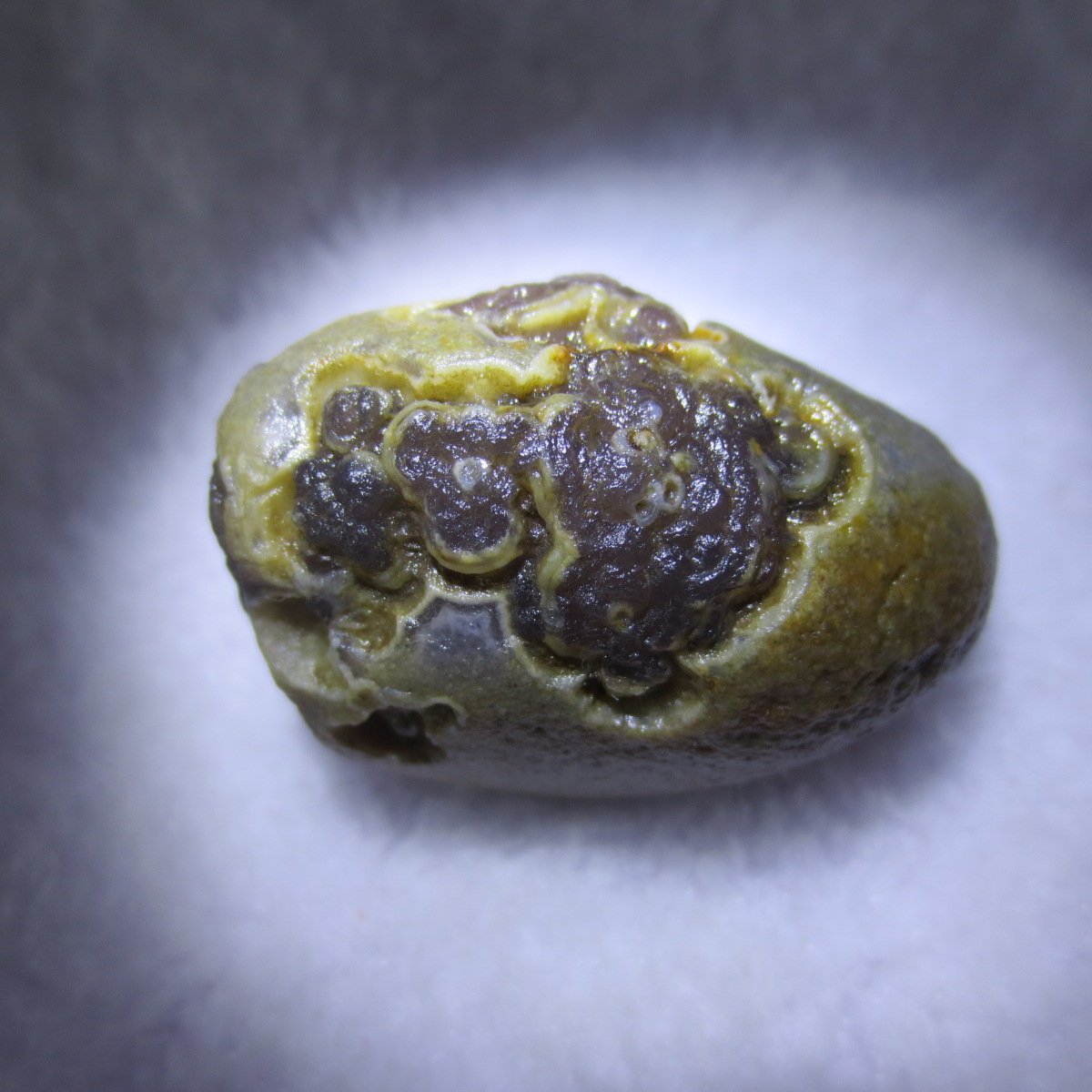 natural thumb eye gobi agate desert raw stone mineral (m118)