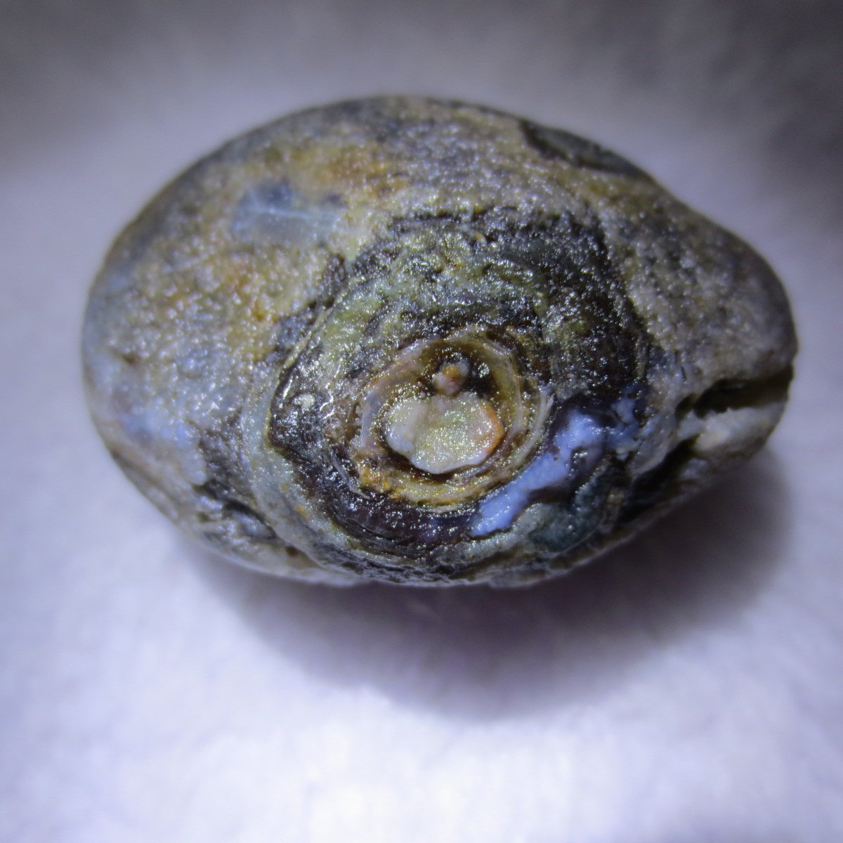natural thumb eye gobi agate desert raw stone mineral (m122)