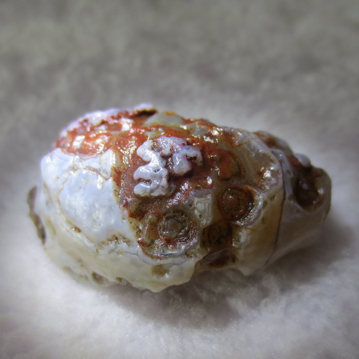 natural thumb eye gobi agate desert raw stone mineral (m126)