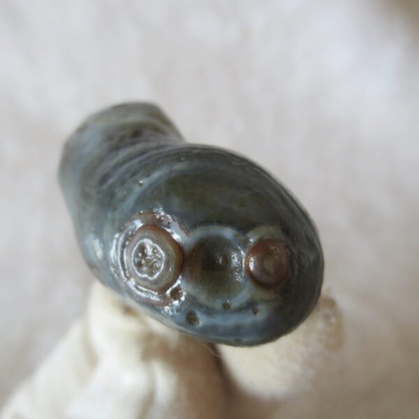 natural thumb eye gobi agate desert raw stone mineral (f165)