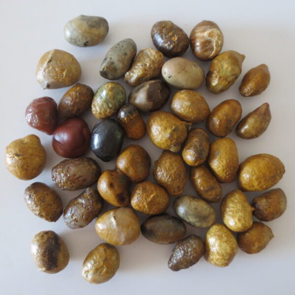 gobi desert agate raw rough stones natural gemstone specimen for collectors (p08) (copy)