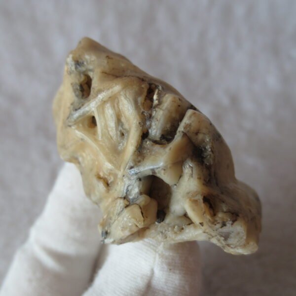 natural gobi skeleton stone (ji gu stone), boxwork ventifact, desert viewing stone (u01）
