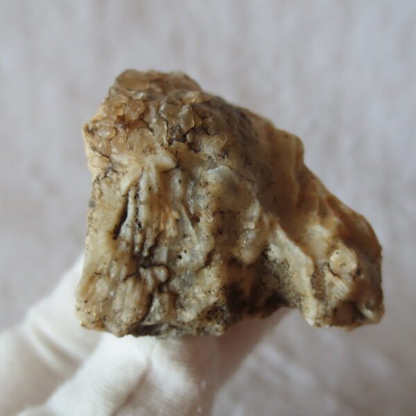 natural gobi skeleton stone (ji gu stone), boxwork ventifact, desert viewing stone (u02）