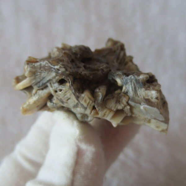 natural gobi skeleton stone (ji gu stone), boxwork ventifact, desert viewing stone (u02） (copy)