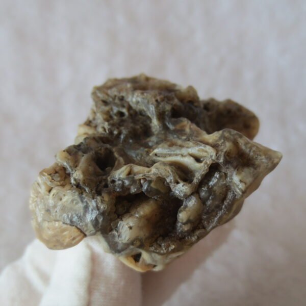 natural gobi skeleton stone (ji gu stone), boxwork ventifact, desert viewing stone (u02） (copy)