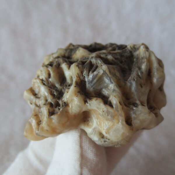 natural gobi skeleton stone (ji gu stone), boxwork ventifact, desert viewing stone (u05）