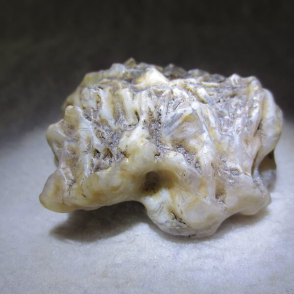 natural gobi skeleton stone (ji gu stone), boxwork ventifact, desert viewing stone (u05）