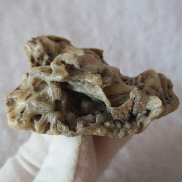 natural gobi skeleton stone (ji gu stone), boxwork ventifact, desert viewing stone (u06）