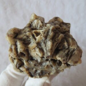 natural gobi skeleton stone (ji gu stone), boxwork ventifact, desert viewing stone (u06）