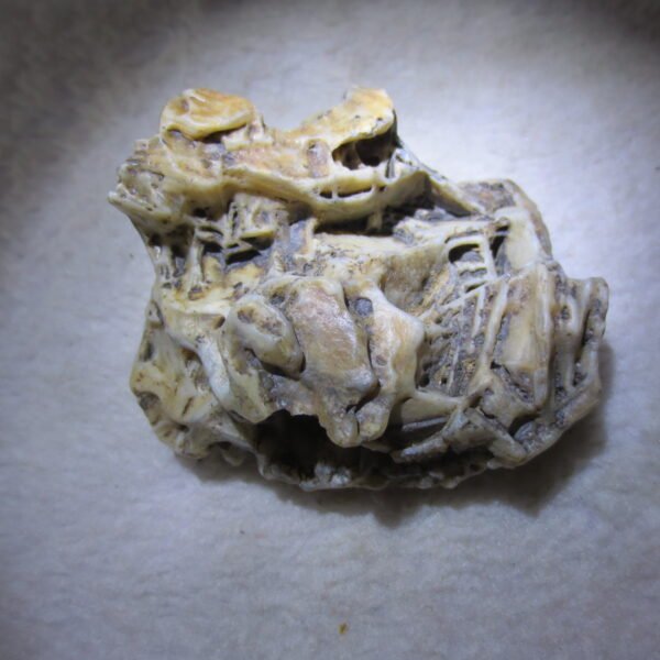 natural gobi skeleton stone (ji gu stone), boxwork ventifact, desert viewing stone (u06）