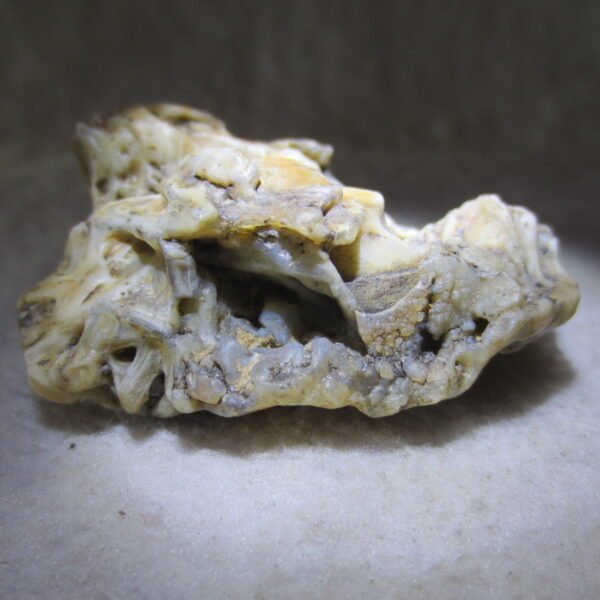natural gobi skeleton stone (ji gu stone), boxwork ventifact, desert viewing stone (u06）