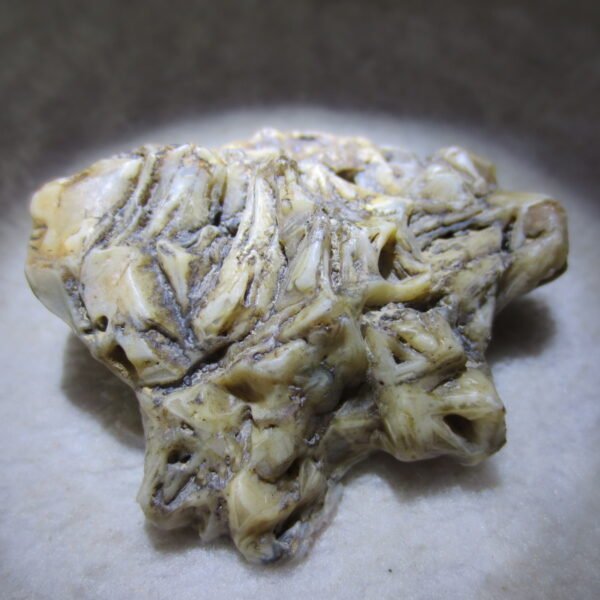 natural gobi skeleton stone (ji gu stone), boxwork ventifact, desert viewing stone (u06）