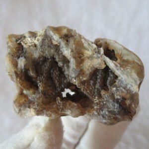 natural gobi skeleton stone (ji gu stone), boxwork ventifact, desert viewing stone (u07）