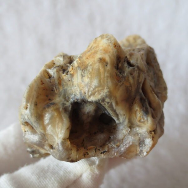 natural gobi skeleton stone (ji gu stone), boxwork ventifact, desert viewing stone (u07）