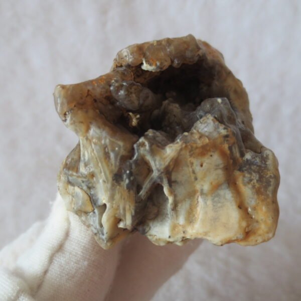 natural gobi skeleton stone (ji gu stone), boxwork ventifact, desert viewing stone (u07）