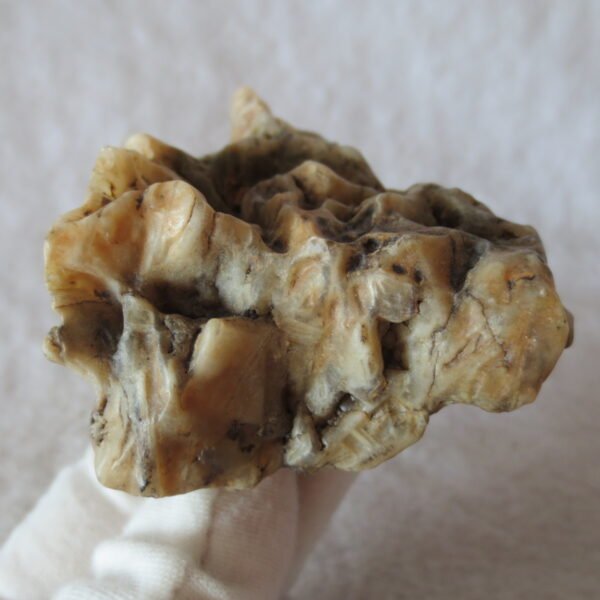 natural gobi skeleton stone (ji gu stone), boxwork ventifact, desert viewing stone (u08）