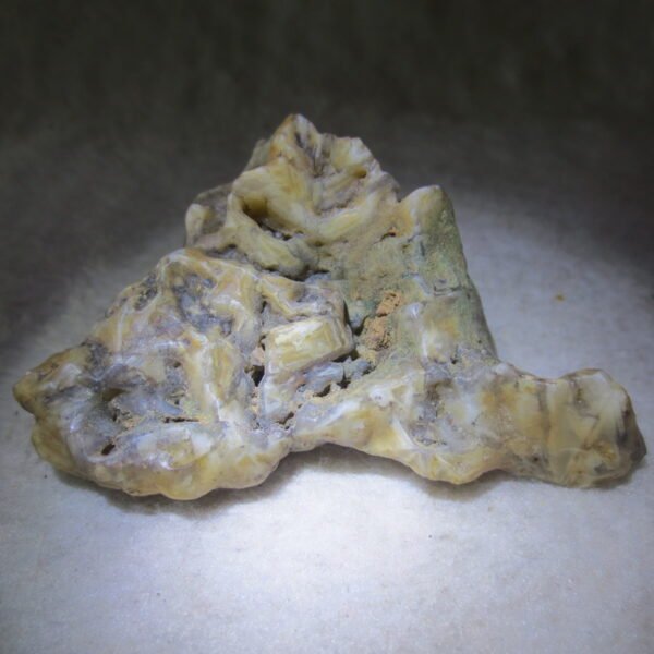 natural gobi skeleton stone (ji gu stone), boxwork ventifact, desert viewing stone (u08）