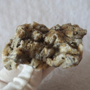 natural gobi skeleton stone (ji gu stone), boxwork ventifact, desert viewing stone (u14）