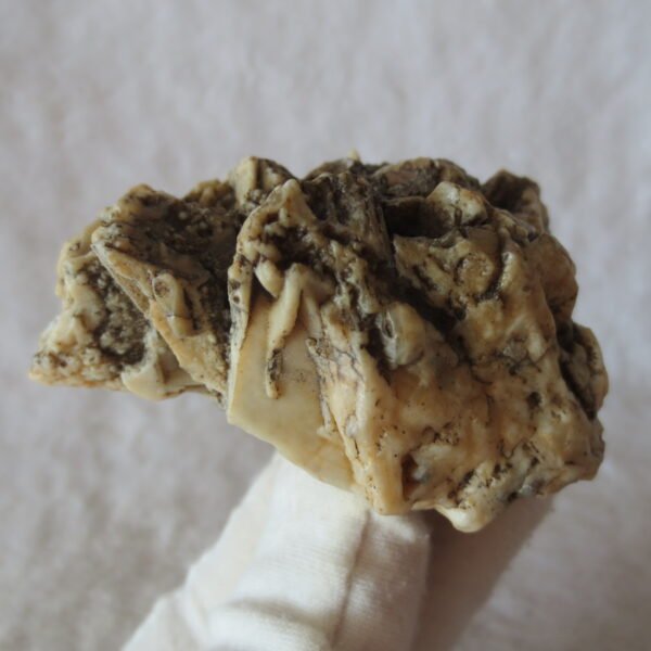 natural gobi skeleton stone (ji gu stone), boxwork ventifact, desert viewing stone (u15)