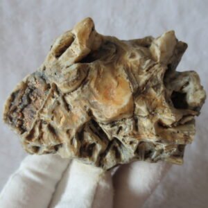 natural gobi skeleton stone (ji gu stone), boxwork ventifact, desert viewing stone (u19）