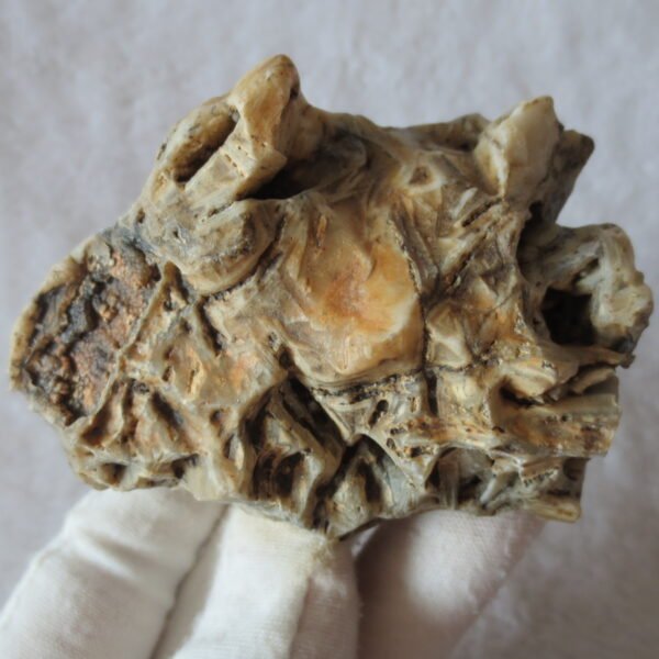 natural gobi skeleton stone (ji gu stone), boxwork ventifact, desert viewing stone (u19)