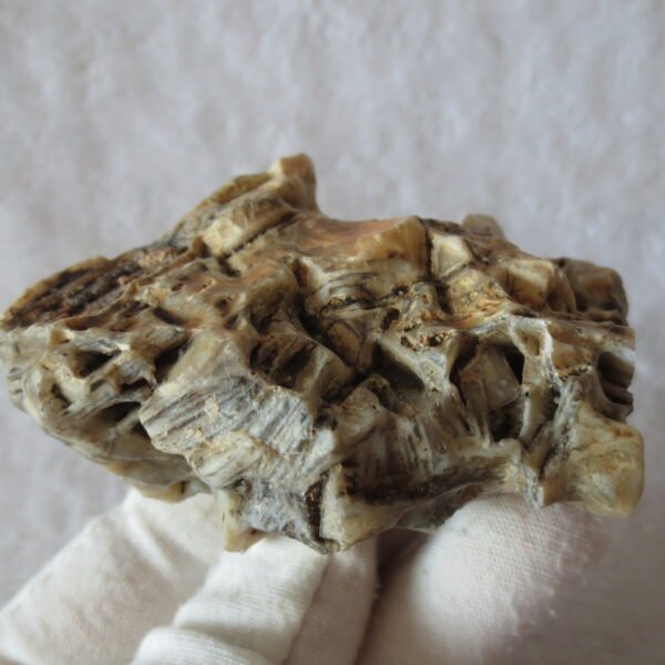 natural gobi skeleton stone (ji gu stone), boxwork ventifact, desert viewing stone (u19)