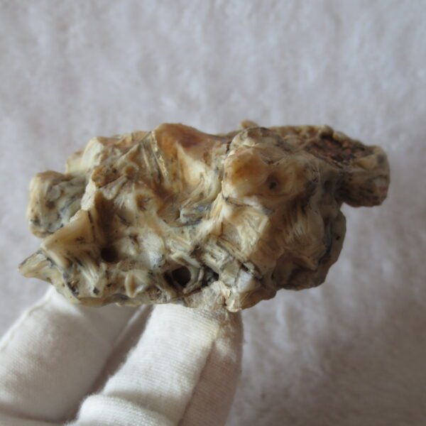 natural gobi skeleton stone (ji gu stone), boxwork ventifact, desert viewing stone (u19)