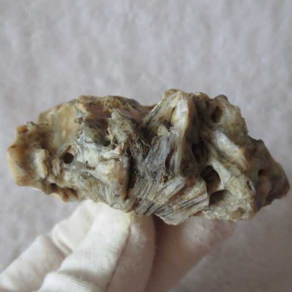 natural gobi skeleton stone (ji gu stone), boxwork ventifact, desert viewing stone (u19)