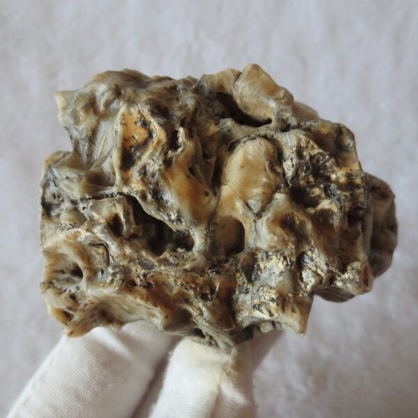 natural gobi skeleton stone (ji gu stone), boxwork ventifact, desert viewing stone (u19)