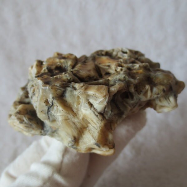 natural gobi skeleton stone (ji gu stone), boxwork ventifact, desert viewing stone (u19)