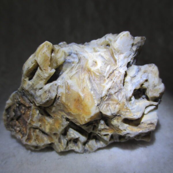 natural gobi skeleton stone (ji gu stone), boxwork ventifact, desert viewing stone (u19)
