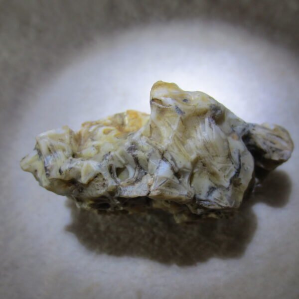natural gobi skeleton stone (ji gu stone), boxwork ventifact, desert viewing stone (u19)