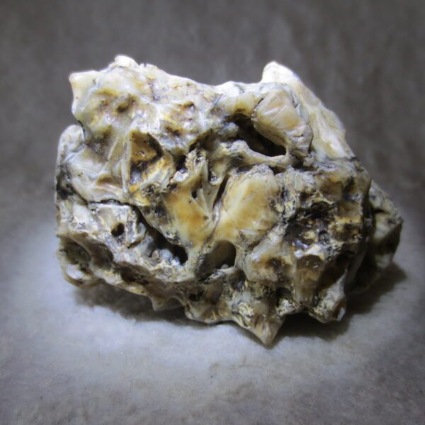 natural gobi skeleton stone (ji gu stone), boxwork ventifact, desert viewing stone (u19)