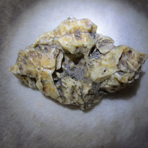 natural gobi skeleton stone (ji gu stone), boxwork ventifact, desert viewing stone (u20）