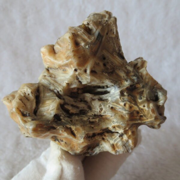 natural gobi skeleton stone (ji gu stone), boxwork ventifact, desert viewing stone (u21）