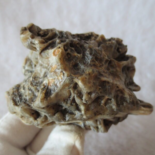natural gobi skeleton stone (ji gu stone), boxwork ventifact, desert viewing stone (u23）